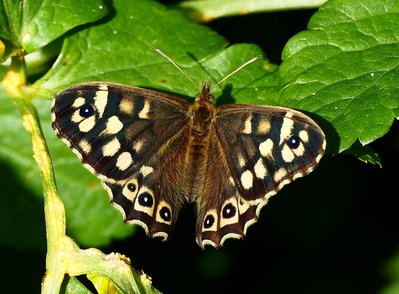Samphire Hoe cliff top Speckled Wood