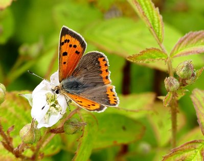 Malling Down Small Copper