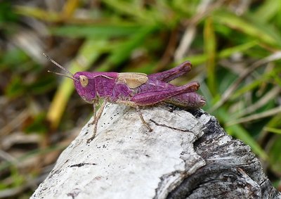 Folketsone Warren,Kent, Rufous Grasshopper
