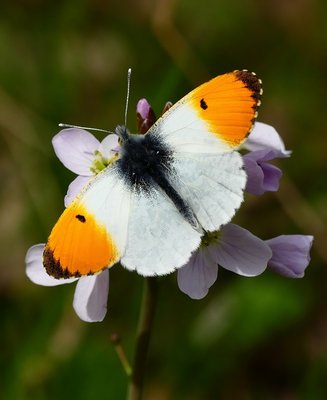 Willoughby Fields Orange Tip Male4