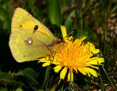 Samphire Hoe Clouded Yellow