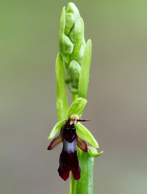 Dawcombe Fly Orchid