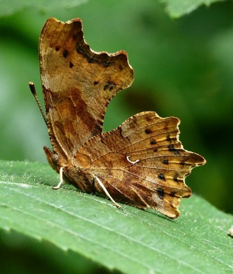 Southwater Comma