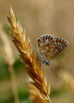 Gatwick Meadow Common Blue