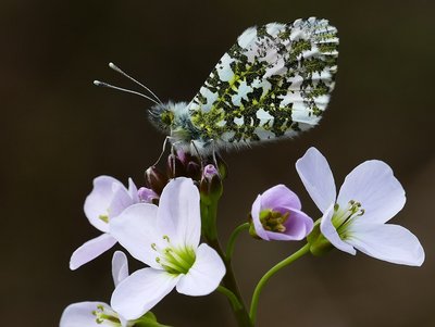 Willoughby Fields Orange Tip Male3