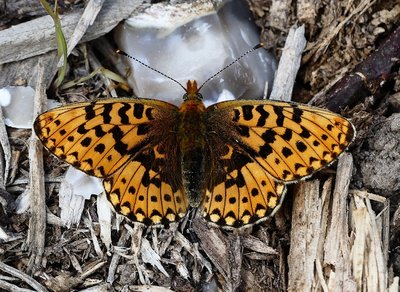 Rewell Wood Pearl-bordered