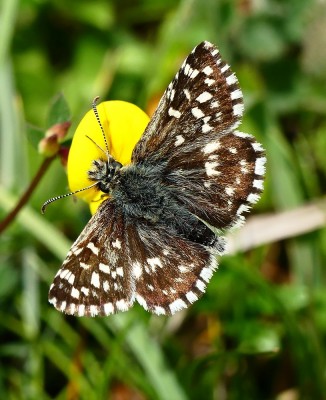 Chantry Hill Grizzled Skipper