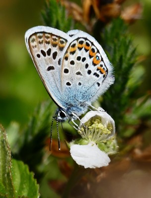 Iping Common Male Silver-studded Blue