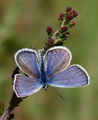 Iping Common Male Silver studded Blue