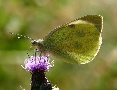 Gatwick Meadow Large White