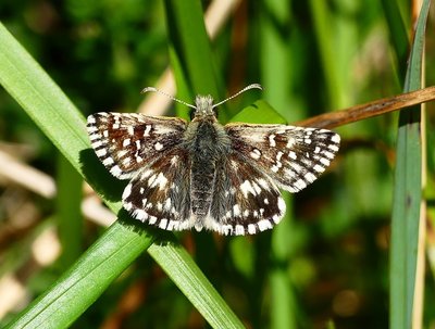 Giant Hill Grizzled Skipper 2
