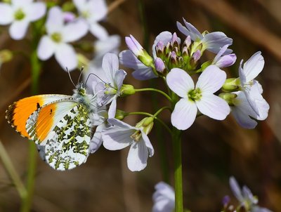 Willoughby Fields Orange Tip Male2