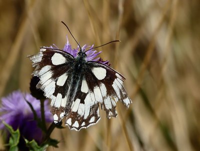 Gatwick Meadow Marbled White