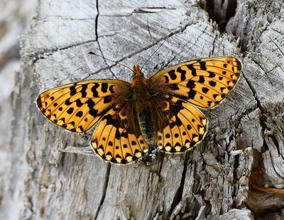 Rewell Wood Pearl-bordered 3