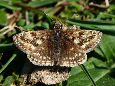 Lydden Temple Dingy Skipper.
