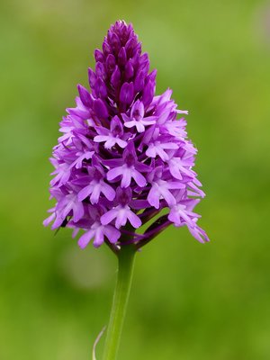 Hinkley Point Pyramidial Orchid