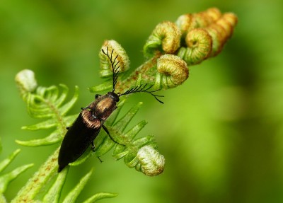 Taynish NNR Click Beetle
