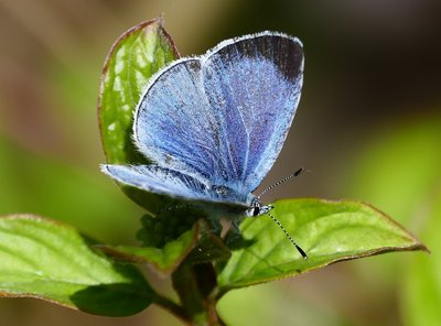 Brockham Limekilns Holly Blue