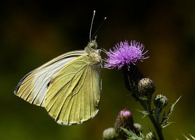 Gatwick Meadow Large White