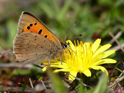 Dungeness Small Copper 2