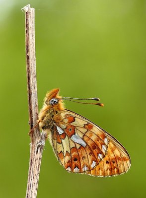 Rewell Wood Pearl-bordered 4