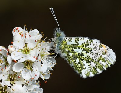 Willoughby Fields Orange Tip Male