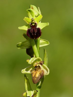 Samphire Hoe Early Spider Orchid