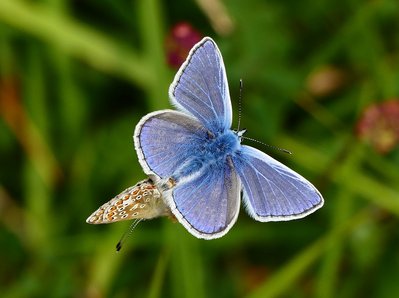 Malling Down Common Blues 2