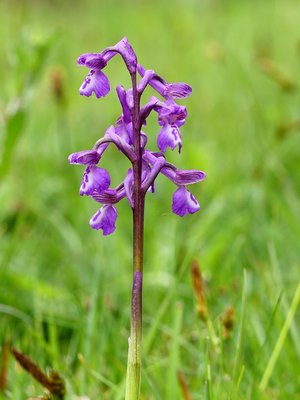 Staplefield Green-winged Orchid 2