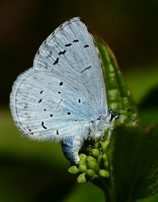 Brockham Limekilns Holly Blue Female
