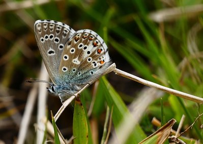 Malling Down Adonis Blue 2