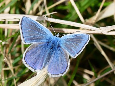 Rewell Wood Common Blue