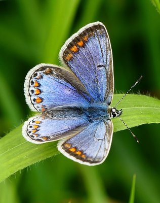Hinkley Point Common Blue