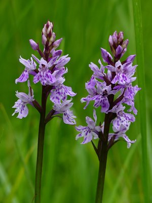Undercliff Spotted Orchid