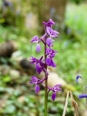 Glovers Wood Early Purple Orchid