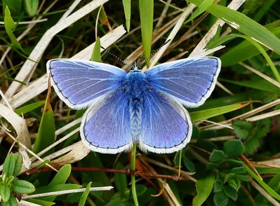 Malling Down Common Blue