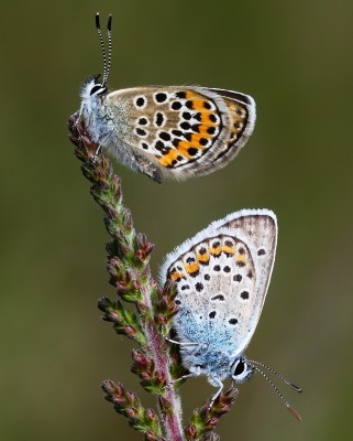 Sussex Male and Female SS Blues