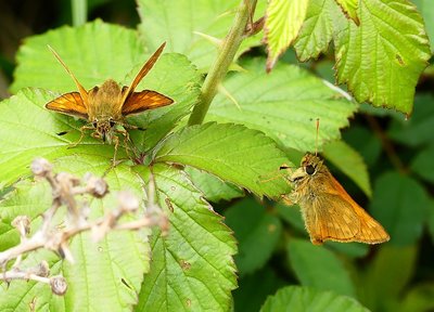Ware Cliffs Large Skippers