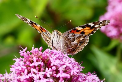 Ware Cliffs Painted Lady
