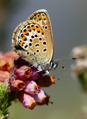 Iping Common Female Silver-studded Blue x 1