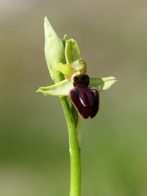 Samphire Hoe Early Spider Orchid