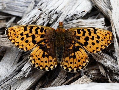 Rewell Wood Pearl-bordered 2