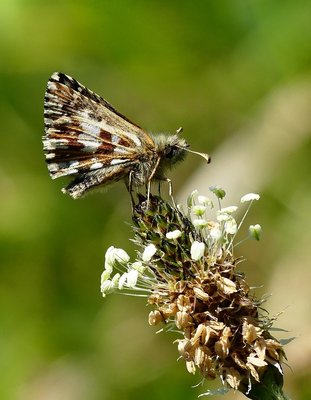 Giant Hill Grizzled Skipper
