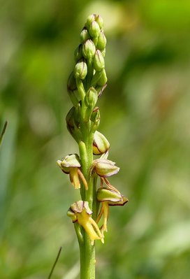 Dawcombe Man Orchid