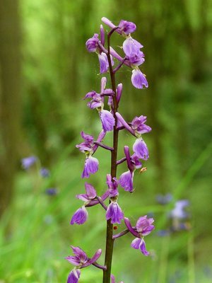 Glovers Wood Early Purple Orchid 2