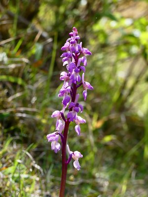 Heyshott Early Purple Orchid