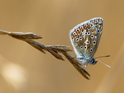 Gatwick Meadow Common Blue 2