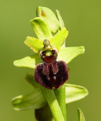 Samphire Hoe Early Spider Orchid 2