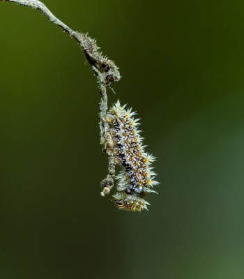 White Admiral larva 3rd instar Worcs.jpg