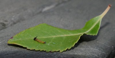 jasius37 caterpillar 5 mm long on Arbutus unedo 15Oct19 (2).JPG